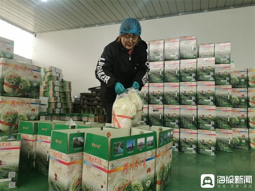 膠州大白菜蹲點記③丨品牌突圍記 從田間地頭到網絡爆款，一棵白菜的數字化“出圈”之路